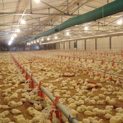 Efficiënt automatisch voersysteem voor vleeskuikens