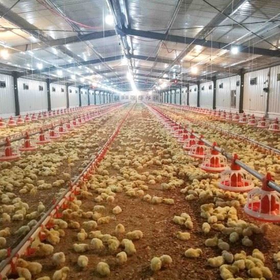 Efficient Automatic Broiler Pan Feeding System