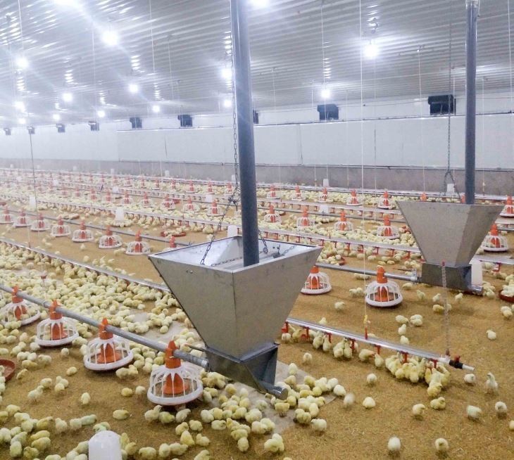Efficient Automatic Broiler Pan Feeding System