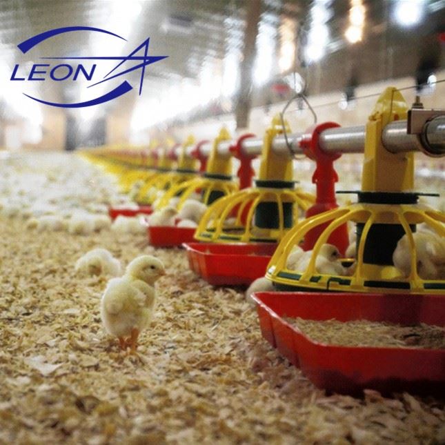Efficient Automatic Broiler Pan Feeding System