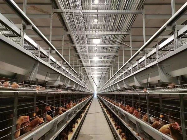 H layer cage H layer cage